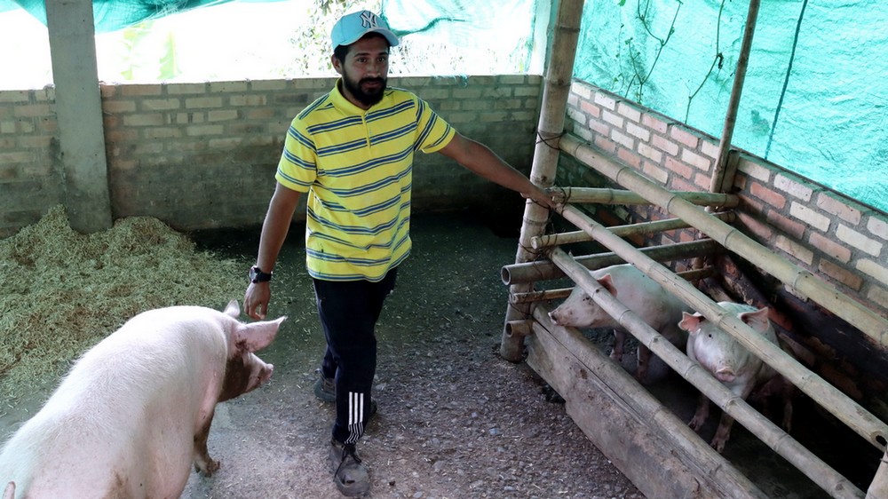 Un homme pose dans sa porcherie, entouré de trois de ses porcs.