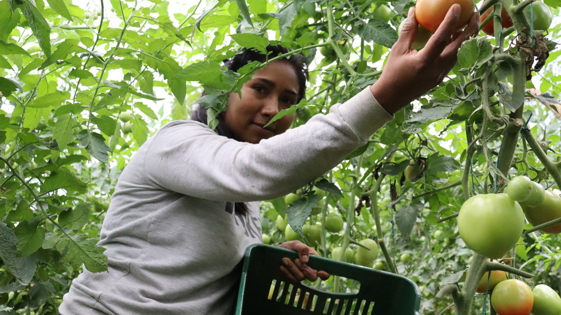 Une habitante cueille des tomates dans l’une des quatre serres construites à Chaparral en Colombie.