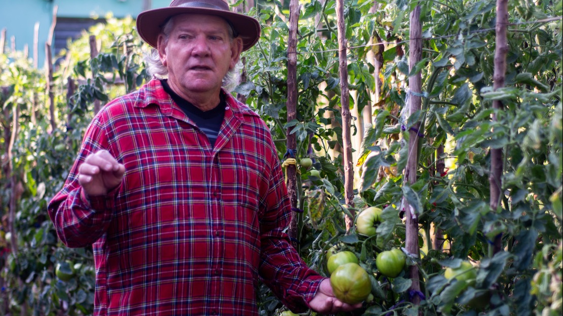 Un homme aux cheveux blancs, vêtu d'une chemise à carreaux et d'un chapeau, se tient au milieu de plants de grosses tomates vertes.